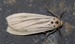 Tigrioides leucanioides