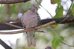 Streptopelia decaocto