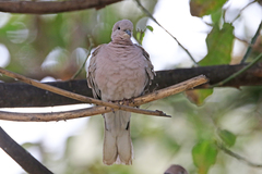 Streptopelia decaocto
