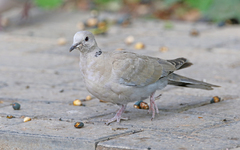 Streptopelia decaocto