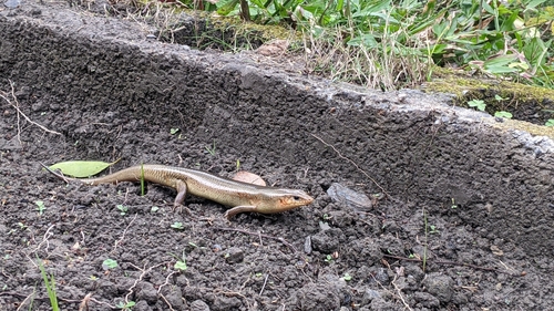 Chinese Blue-tailed Skink