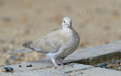 Streptopelia decaocto