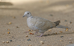 Streptopelia decaocto