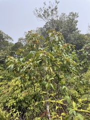 Perrottetia sandwicensis