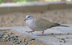 Streptopelia decaocto
