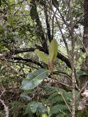 Planchonella sandwicensis