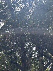 Planchonella sandwicensis