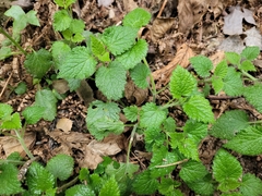 Lamium flexuosum