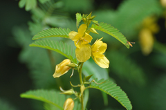 Chamaecrista glandulosa