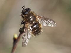 Tachina ursina