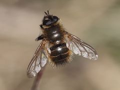 Tachina ursina