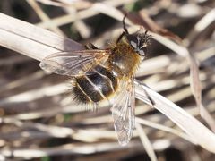 Tachina ursina