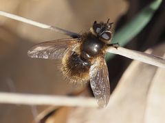 Tachina lurida