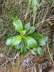 Lysimachia glutinosa