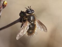 Tachina lurida