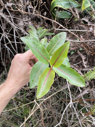 Euphorbia remyi observed 2022-03-21