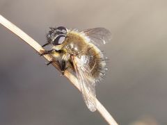 Tachina lurida