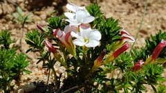 Oxalis tenuifolia