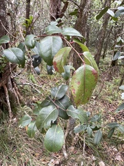 Xylosma hawaiensis
