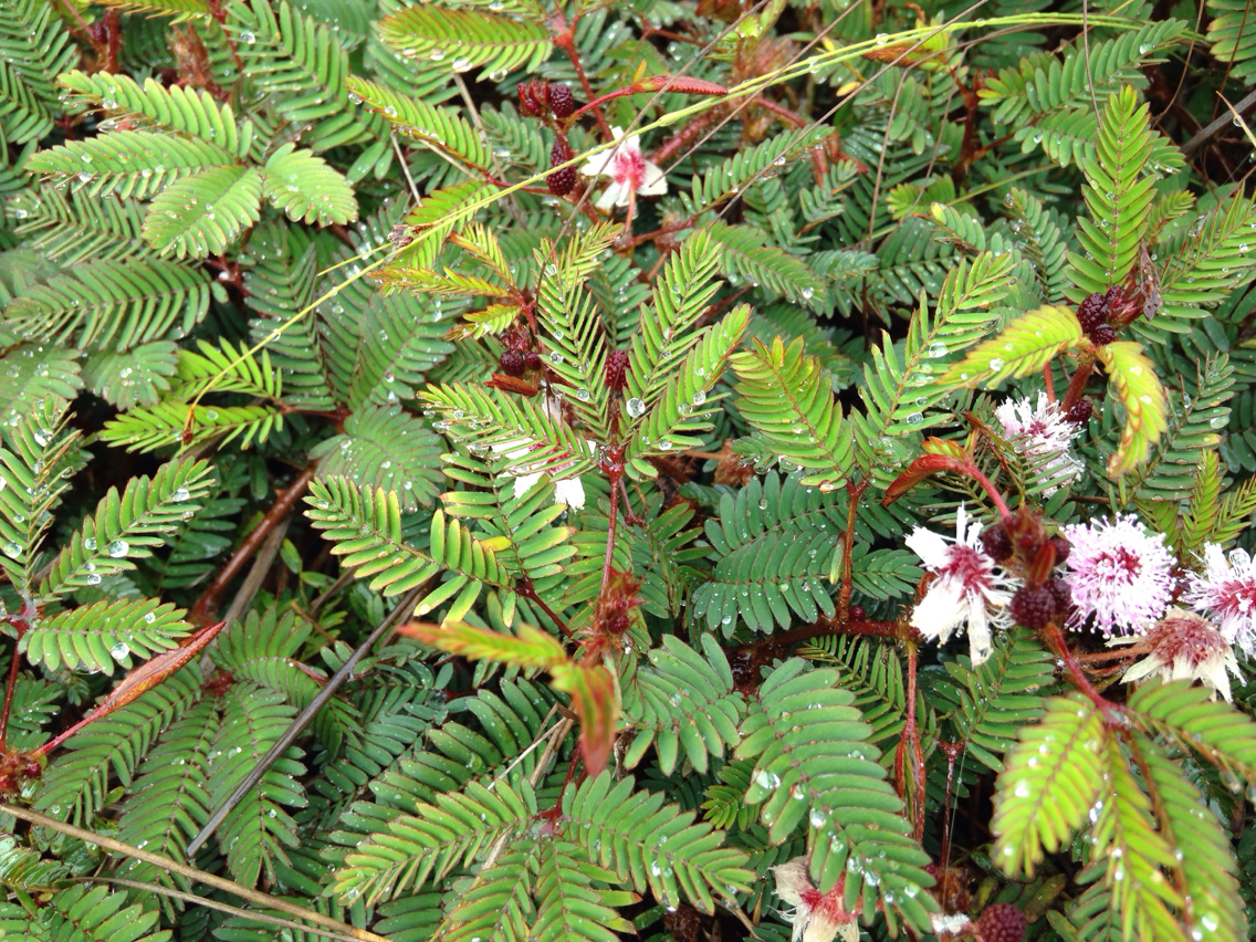 Mimosa pudica var. unijuga