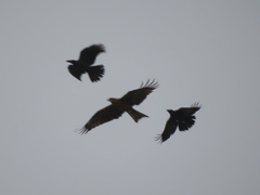 Milvus migrans lineatus