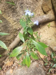 Eranthemum capense