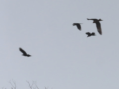 Milvus migrans lineatus