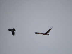 Milvus migrans lineatus