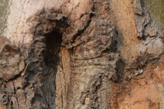 Philodromus spinitarsis