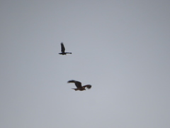 Corvus macrorhynchos