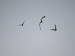 Milvus migrans lineatus