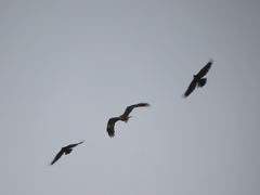 Milvus migrans lineatus