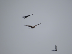 Milvus migrans lineatus