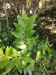 Maytenus peduncularis