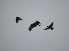 Milvus migrans lineatus