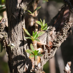Cliffortia polygonifolia polygonifolia