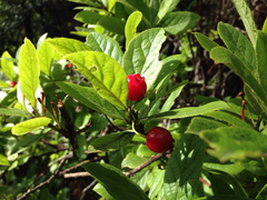 Vaccinium calycinum
