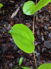 Smilax melastomifolia