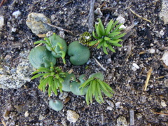 Eriospermum proliferum