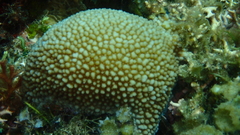 Hydnophora microconos