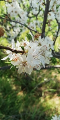 Prunus