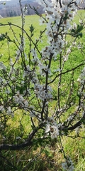 Prunus