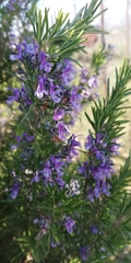 Salvia rosmarinus
