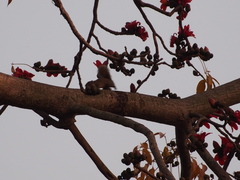 Callosciurus erythraeus styani