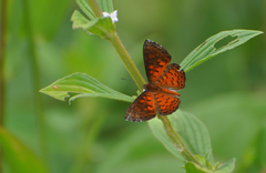 Parvospila lucianus
