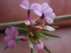 Muraltia knysnaensis