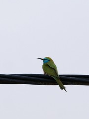 Merops cyanophrys cyanophrys