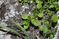 Stellaria parviflora