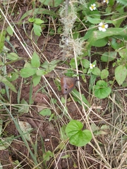 Cassionympha cassius