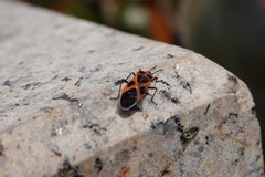 Tropidothorax sinensis